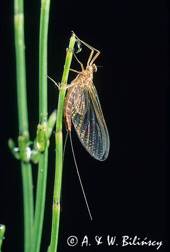 jętka łąć: Ephemeroptera)