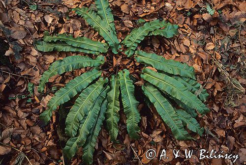Języcznik zwyczajny, język jeleni Phyllitis scolopendrium)