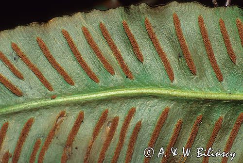 Języcznik zwyczajny, język jeleni Phyllitis scolopendrium)