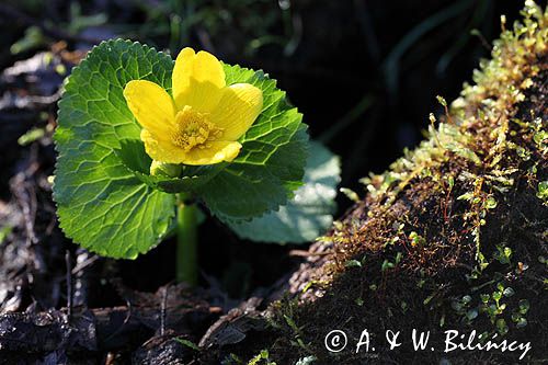 kaczeńce, knieć błotna, Caltha palustris