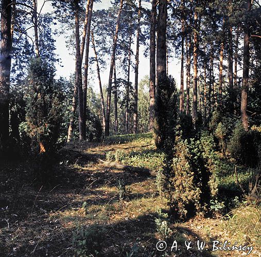 Kampinoski Park Narodowy las na wydmie Łyse Góry