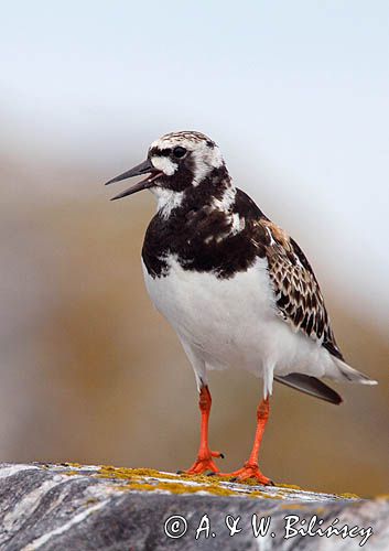 kamusznik, Arenaria interpres