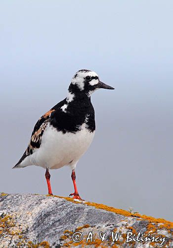kamusznik, Arenaria interpres