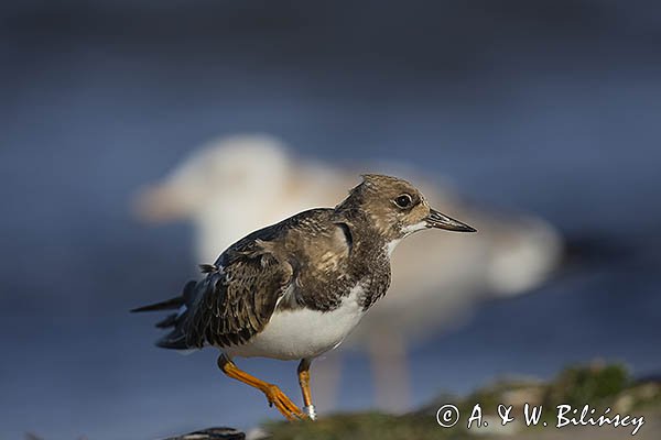 Kamusznik zwyczajny, kamusznik, Arenaria interpres