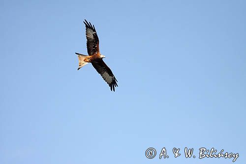 Kania ruda, kania rdzawa, Milvus milvus