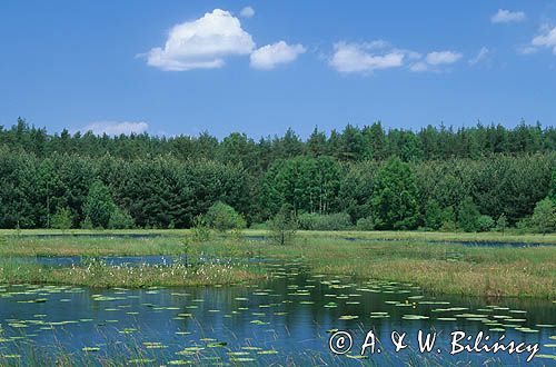Zarastające jezioro na Kaszubach