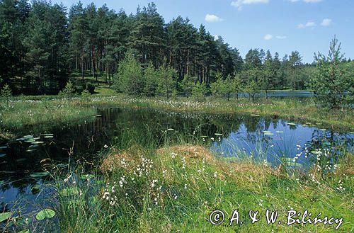 Zarastające jezioro na Kaszubach