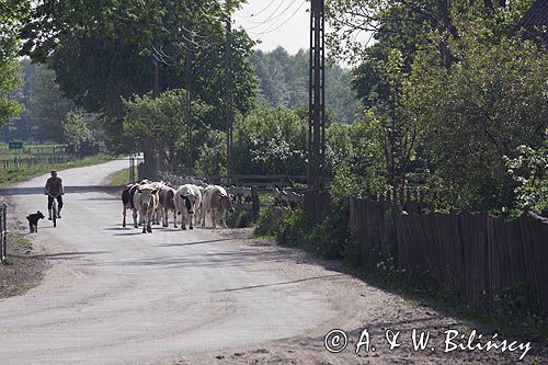 krowy, Klon, Mazury