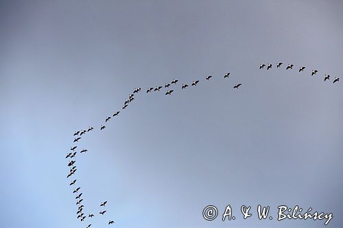 przeloty, klucz gęsi, Anser sp