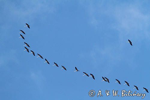 przeloty, klucz żurawi, żuraw, Grus grus