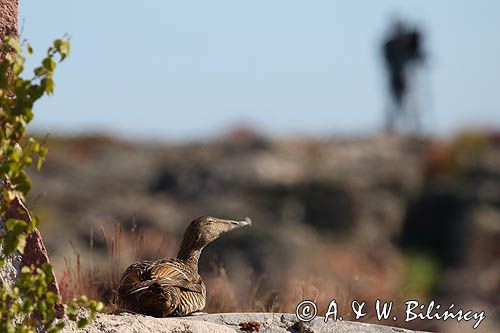 Edredon, Somateria mollissima, samica, Kobba Klintar, Alandy, Finlandia