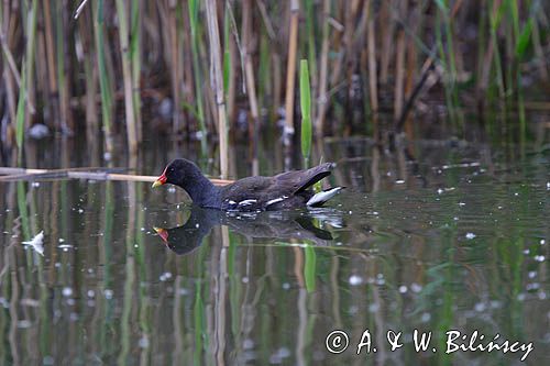 kokoszka wodna = kurka wodna / Gallinula chloropus/