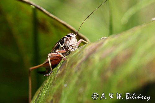 podłatczyn Roesela, Metrioptera Roeselli, konik polny, szarańczak, podłatczyn