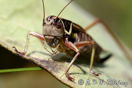 podłatczyn Roesela, Metrioptera Roeselli, konik polny, szarańczak