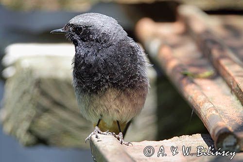 kopciuszek Phoenicurus ochruros, samiec