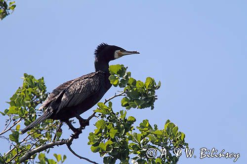 Kormoran czarny, Phalacrocorax carbo z ułamanym dziobem