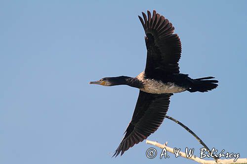 Kormoran czarny, Phalacrocorax carbo