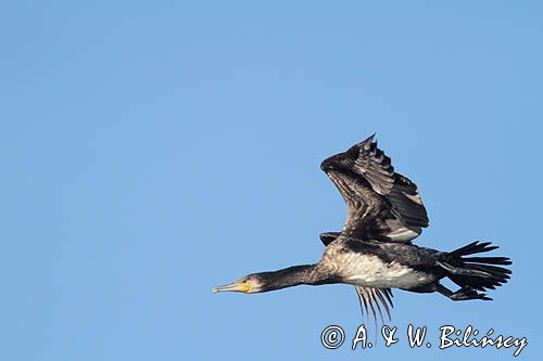 Kormoran czarny, Phalacrocorax carbo