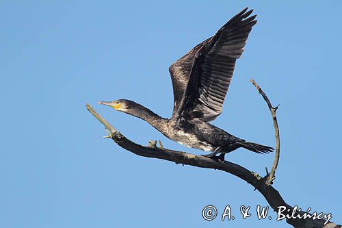 Kormoran czarny, Phalacrocorax carbo