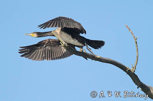 Kormoran czarny, Phalacrocorax carbo