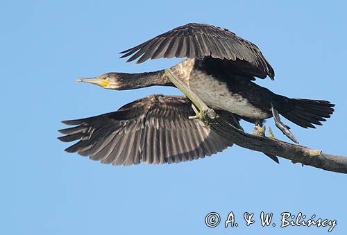 Kormoran czarny, Phalacrocorax carbo