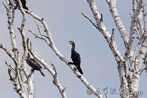 Kormoran czarny Phalacrocorax carbo) kolonia
