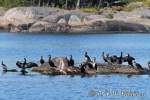 kormorany w szwedzkich szkierach, Phalacrocorax carbo, Szwecja