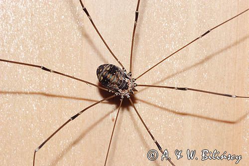 kosarz, rząd - Opiliones - kosarze