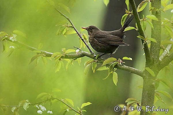 Kos, Turdus merula, samica