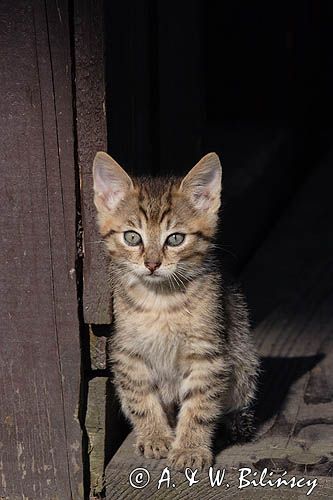 kotek
