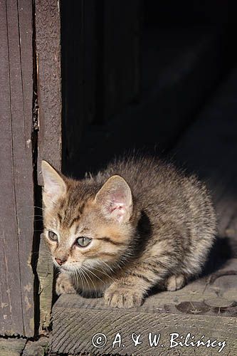 kotek