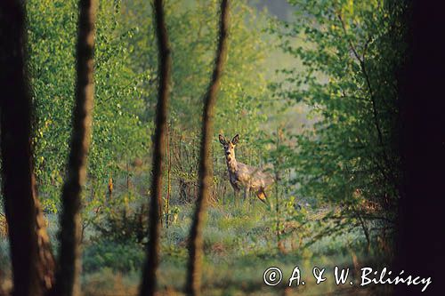 Sarna, koziołek; sarna europejska Capreolus capreolus