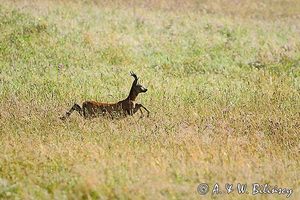 Sarna, Capreolus capreolus, koziołek