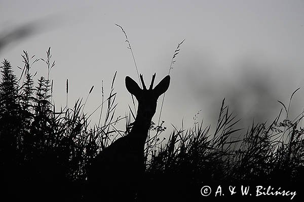 Sarna, koziołek, Capreolus capreolus