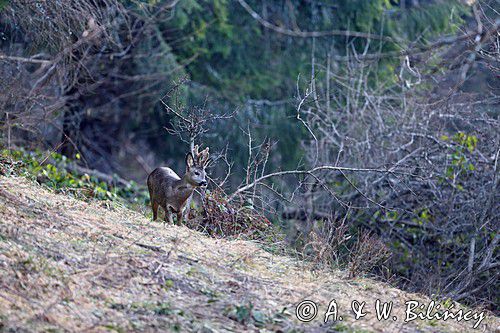Sarna, sarna europejska, Capreolus capreolus, koziołek, samiec, rogi w scypule
