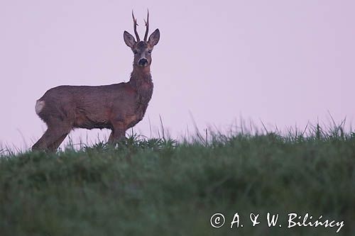 sarna samiec koziołek, Capreolus capreolus