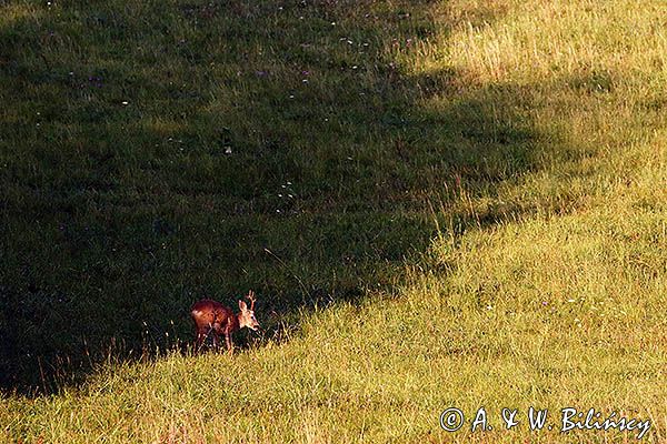 sarna, Capreolus capreolus, koziołek