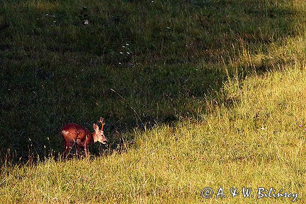 sarna, Capreolus capreolus, koziołek