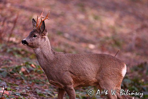 Koziołek o świcie, sarna europejska, Capreolus capreolus, koziołek, samiec, rogi świeżo wytarte