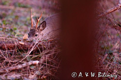 Koziołek o świcie, sarna europejska, Capreolus capreolus, koziołek, samiec, rogi świeżo wytarte