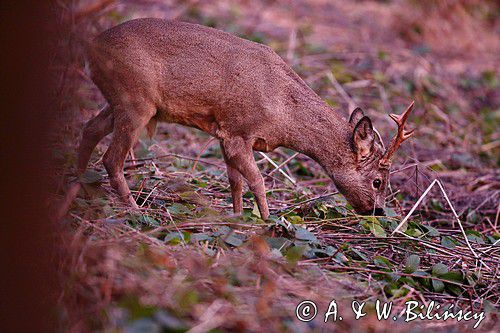 Koziołek o świcie, sarna europejska, Capreolus capreolus, koziołek, samiec, rogi świeżo wytarte