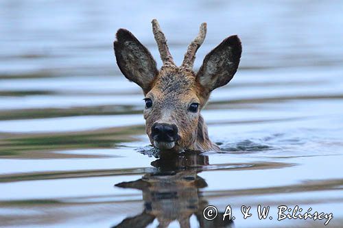 sarna samiec koziołek, Capreolus capreolus