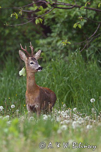 Koziołek, sarna europejska, Capreolus capreolus, samiec