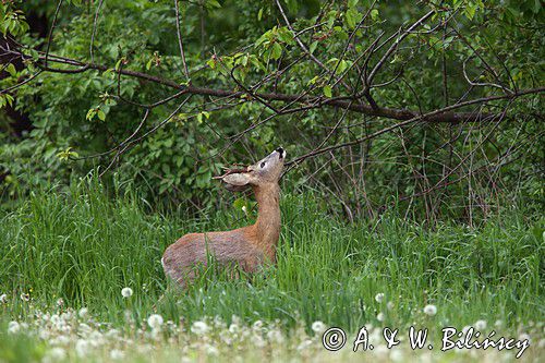 Koziołek, sarna europejska, Capreolus capreolus, samiec