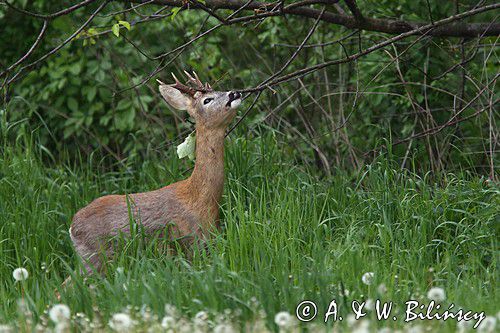 Koziołek, sarna europejska, Capreolus capreolus, samiec