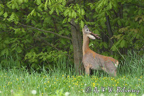 Koziołek, sarna europejska, Capreolus capreolus, samiec