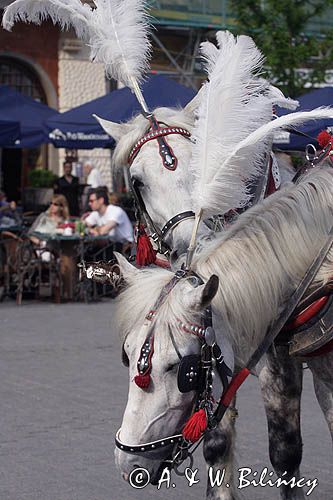Cracow Rynek Starego Miasta, dorożka, konie