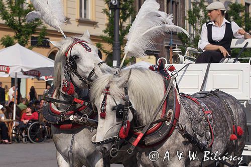 Cracow Rynek Starego Miasta, dorożka, konie