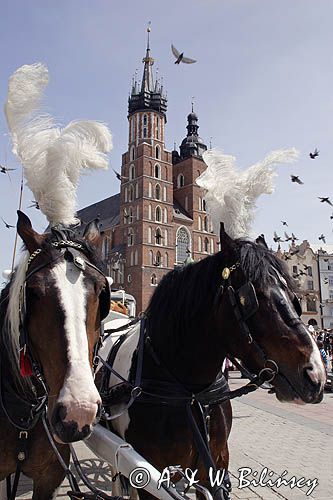cracow Rynek Starego Miasta, dorożka, konie i kościół Mariacki i gołębie
