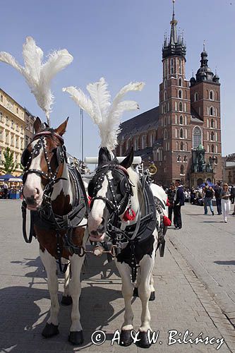 Cracow Rynek Starego Miasta, dorożka, konie i kościół Mariacki